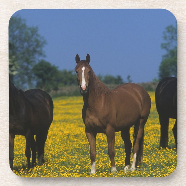 Dessous-de-verre Groupe de chevaux de pur sang (Devant)