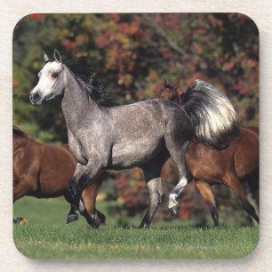 Dessous-de-verre Groupe de fonctionnement arabe de chevaux