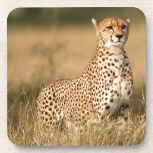 Dessous-de-verre Guépard sur un petit monticule pour une meilleure 