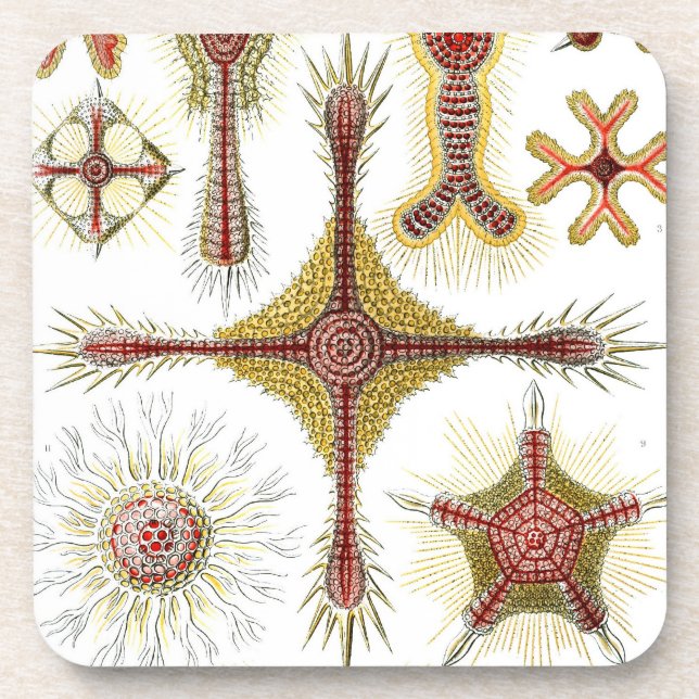 Dessous-de-verre Haeckel vintage (Devant)