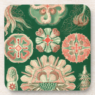 Dessous-de-verre Haeckel vintage