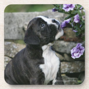 Dessous-de-verre Halètement de chien de boxeur