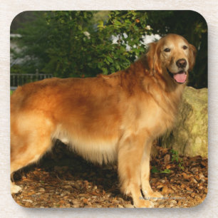 Dessous-de-verre Halètement de golden retriever