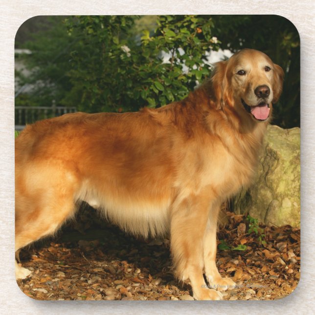 Dessous-de-verre Halètement de golden retriever (Devant)
