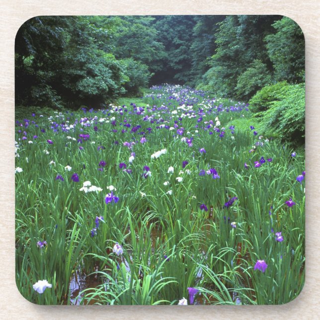 Dessous-de-verre Hana Shobu (Japanese Water Iris), Meiji Shrine, (Devant)