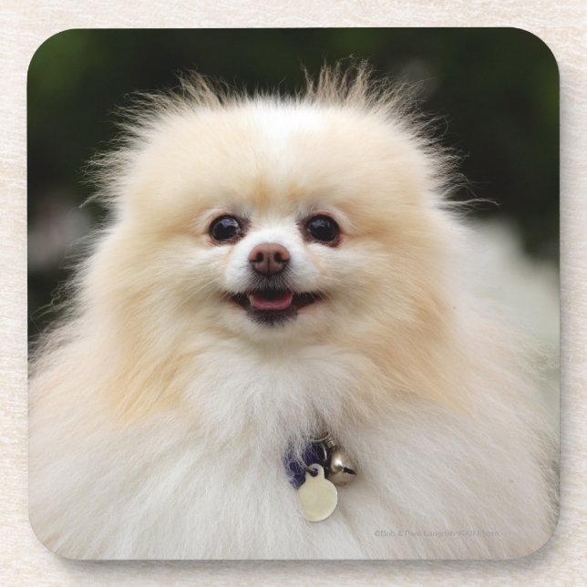 Dessous-de-verre Headshot 1 de Pomeranian (Devant)