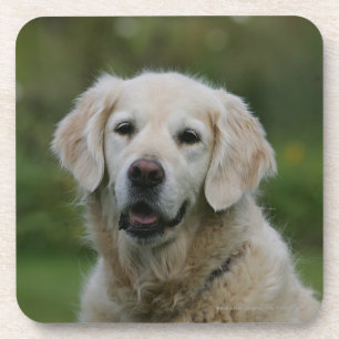 Dessous-de-verre Headshot 2 de golden retriever