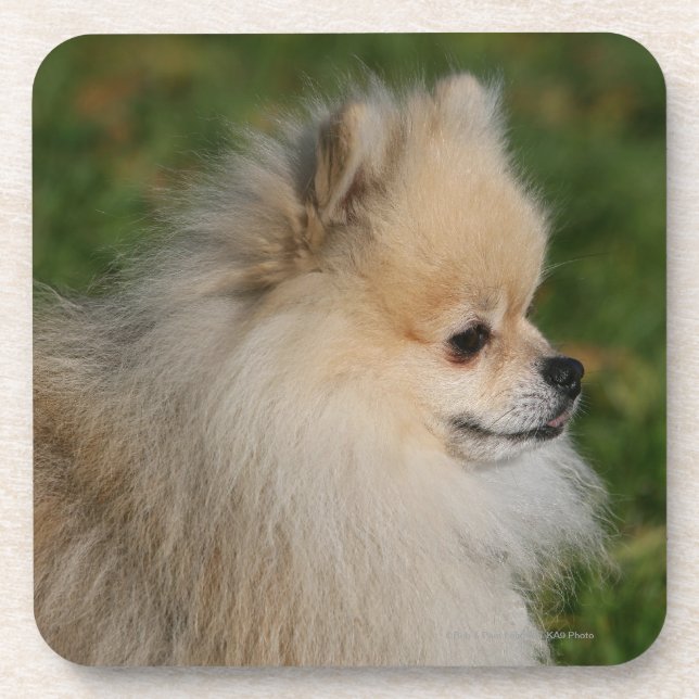 Dessous-de-verre Headshot 2 de Pomeranian (Devant)