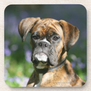 Dessous-de-verre Headshot de chien de boxeur