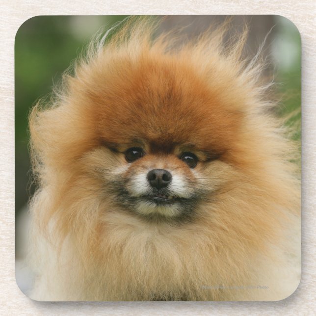 Dessous-de-verre Headshot de Pomeranian regardant l'appareil-photo (Devant)