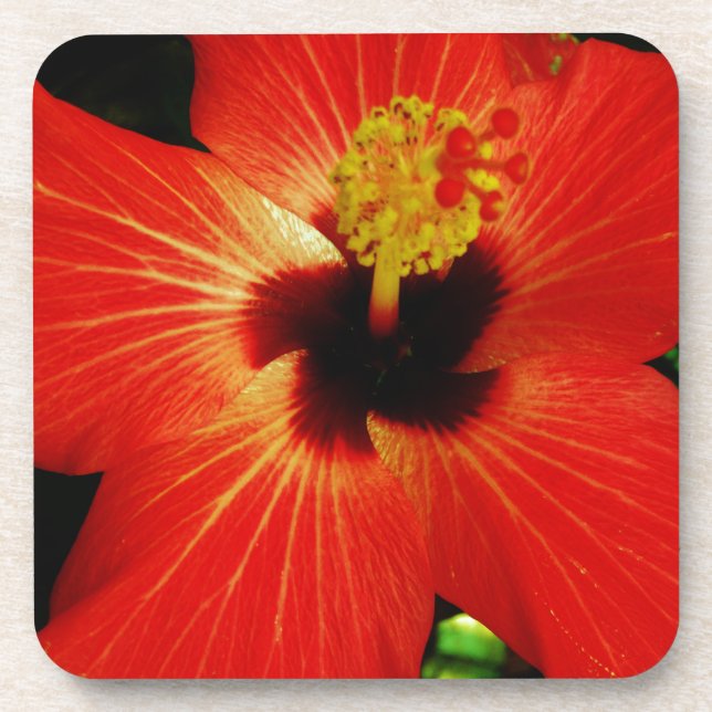Dessous-de-verre Hibiscus rouge (Devant)