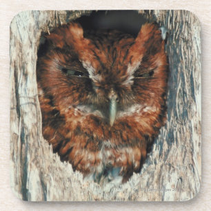 Dessous-de-verre Hibou de sommeil dans un arbre