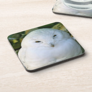 Dessous-de-verre Hibou des neiges