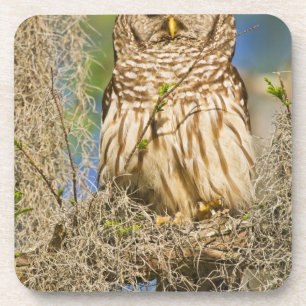 Dessous-de-verre Hibou moyen-duc (Strix varia) perché dans un cyprè