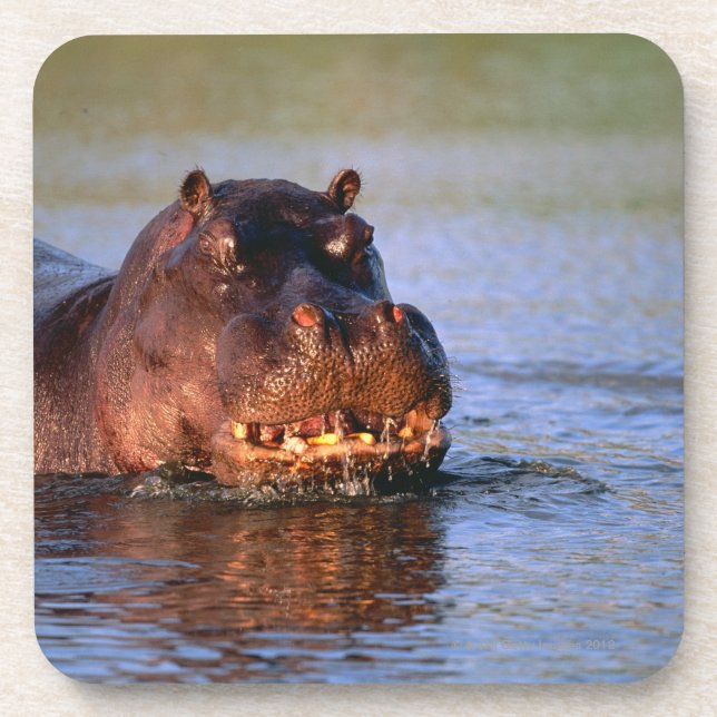 Dessous-de-verre Hippopotame en rivière (Devant)