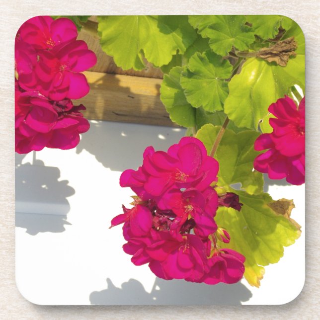 Dessous-de-verre HOt fleurs florales roses Géranium rose (Devant)