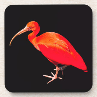 Dessous-de-verre Ibis écarlet