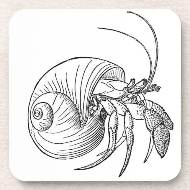 Dessous-de-verre Illustration de bernard l'ermite (schéma) (Devant)