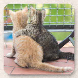 Dessous-de-verre Images de Getty   deux chatons sur un balcon