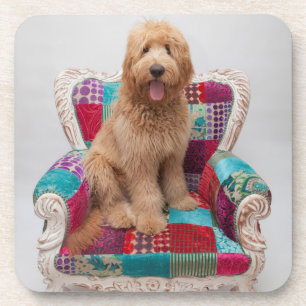 Dessous-de-verre Images de Getty Goldendoodle mignon