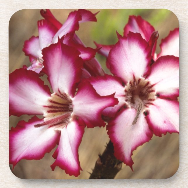 Dessous-de-verre Impala Lily (Adenium Multiflorum), Kruger (Devant)