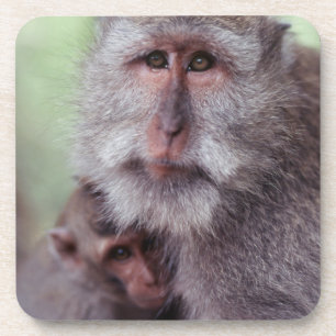Dessous-de-verre Indonésie, Bali, Ubud, Macaque à longue queue