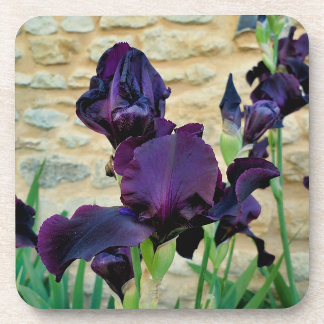 Dessous-de-verre Iris à poils (Devant)
