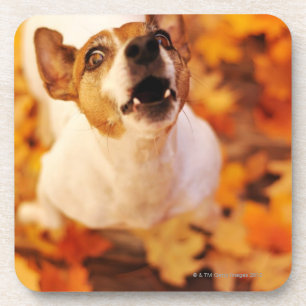Dessous-de-verre Jack Russell Terrier écorçant et sautant, automne