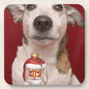 Dessous-de-verre Jack Russell Terrier tenant l'ornement de Noël