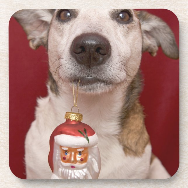 Dessous-de-verre Jack Russell Terrier tenant l'ornement de Noël (Devant)