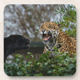 Dessous-de-verre Jaguar Growl