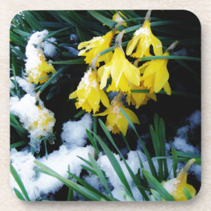Dessous-de-verre Jaune Daffodils fleurs dans la neige