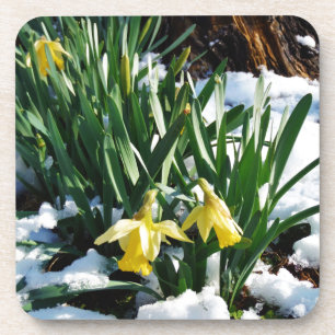 Dessous-de-verre Jaune Daffodils fleurs dans la neige