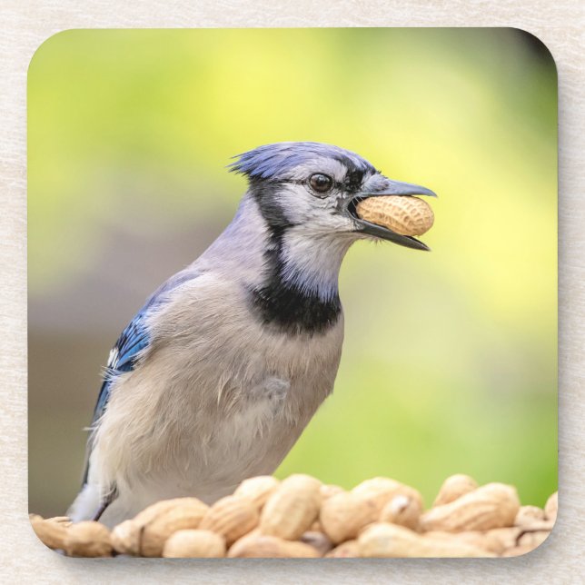 Dessous-de-verre Jay bleu avec arachide (Devant)