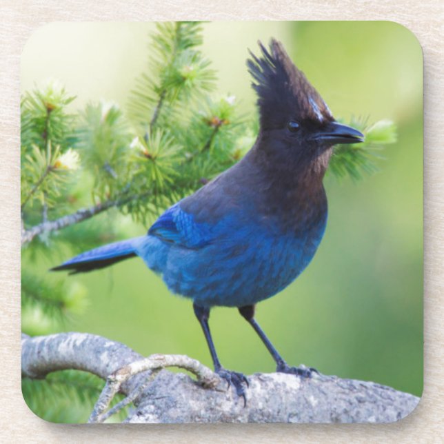 Dessous-de-verre Jay de Steller (Devant)