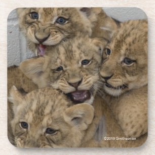 Dessous-de-verre Jeu de CUB de guépard