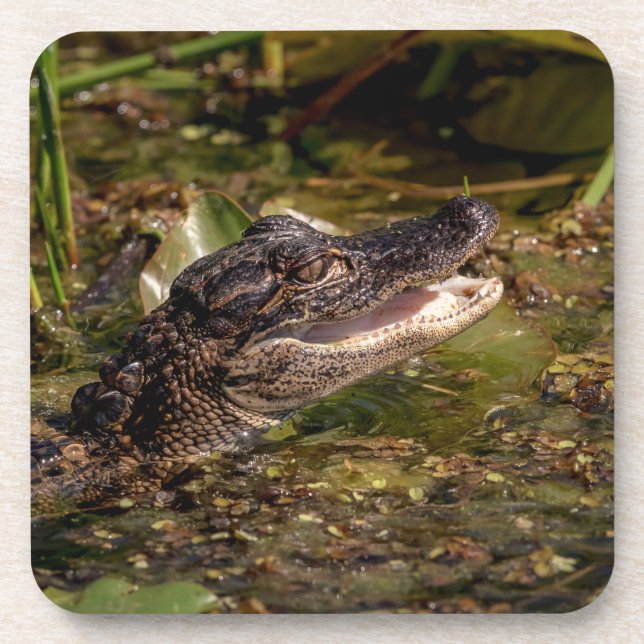 Dessous-de-verre Jeune Alligator (Devant)