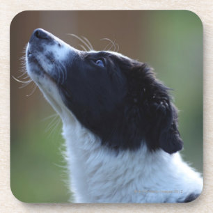 Dessous-de-verre jeune chiot border collie