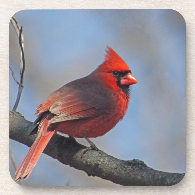 Dessous-de-verre Joli Cardinal Rouge Photo (Devant)
