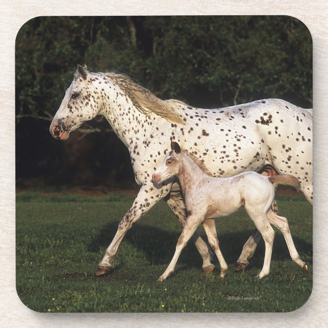 Dessous-de-verre Jument et poulain d'Appaloosa dans le domaine (Devant)