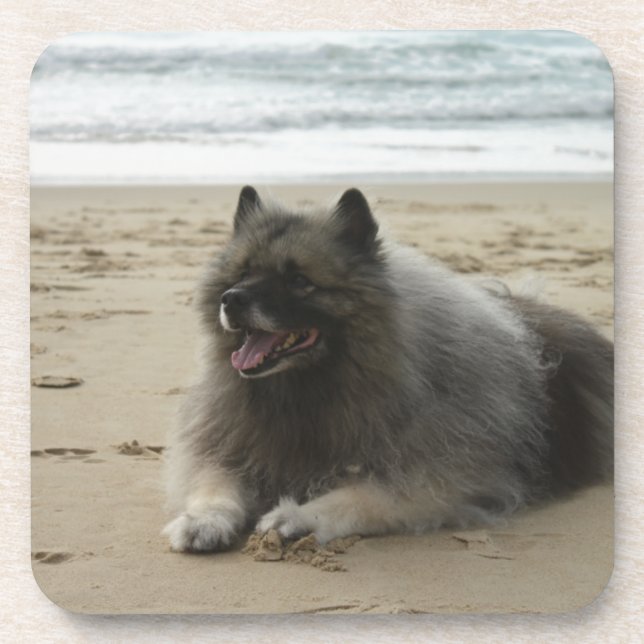 Dessous-de-verre keeshond sur beach.png (Devant)