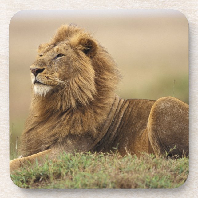 Dessous-de-verre Kenya, Masai Mara | Lion mâle (Devant)