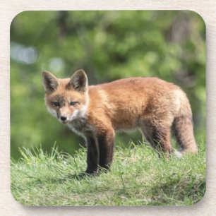 Dessous-de-verre Kit de Fox rouge