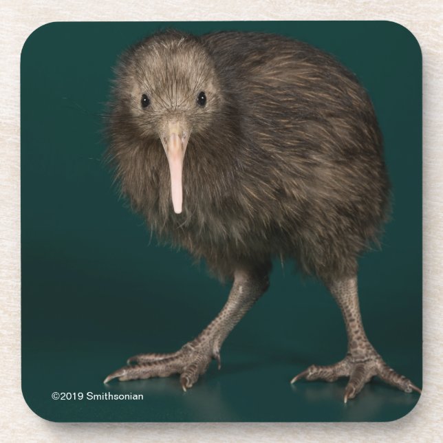 Dessous-de-verre Kiwi du nord de brun d'île (Devant)