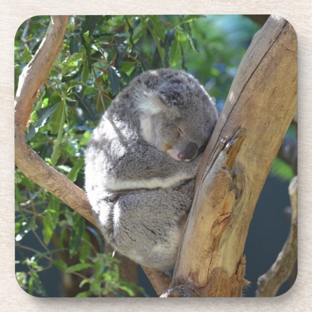 Dessous-de-verre Koala dormant dans l'arbre (Devant)