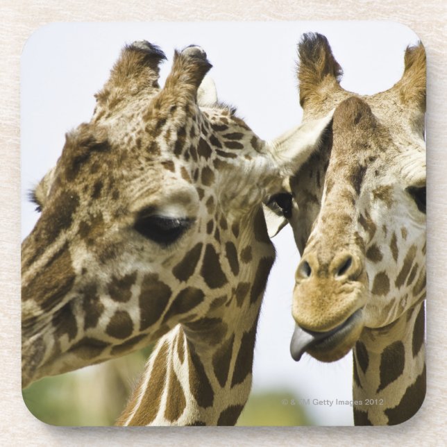 Dessous-de-verre La girafe nommée est dérivée du mot arabe (Devant)