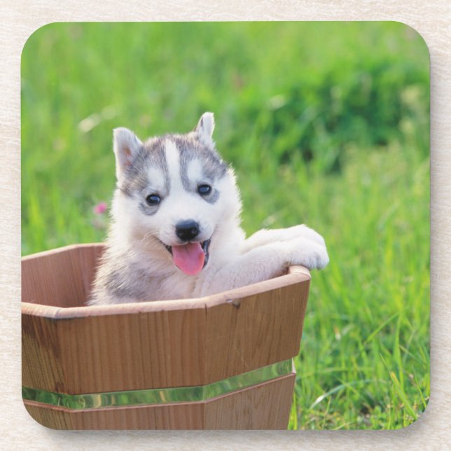 Dessous-de-verre La marionnette sibérienne Husky dans un pot (Devant)