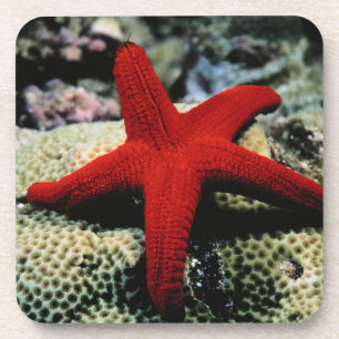 Dessous-de-verre La Mer Rouge des poissons d'étoile