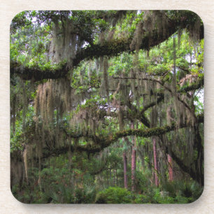 Dessous-de-verre La mousse espagnole a orné Live Oak