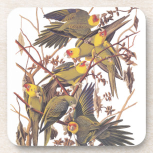 Dessous-de-verre La perruque de Caroline d'Audubon